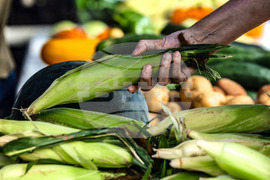 Climate Choices Grocery Alternatives