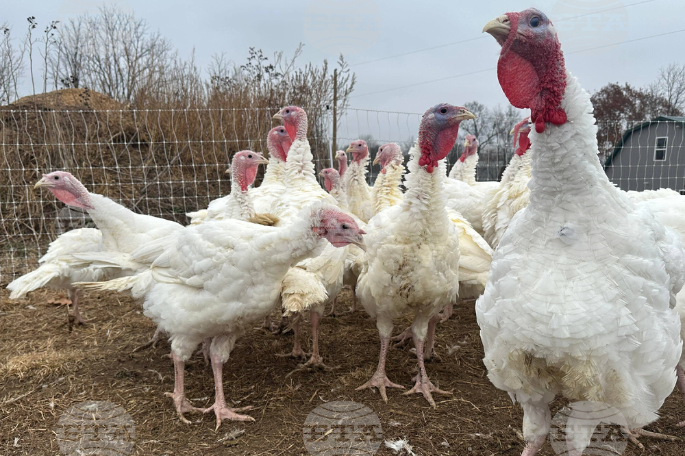 Учени наблюдават поведението на пуйки с помощта на изкуствен интелект