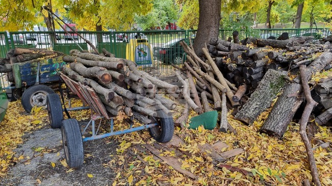 Незаконно добити дърва са открити в няколко имота в Монтанско, нарушители са заловени с прясно отсечени трупи