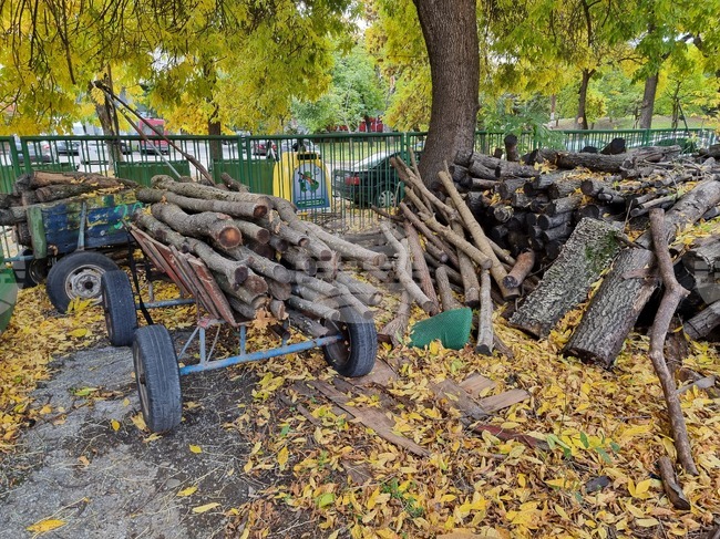 Незаконно добити дърва са открити в няколко имота в Монтанско, нарушители са заловени с прясно отсечени трупи
