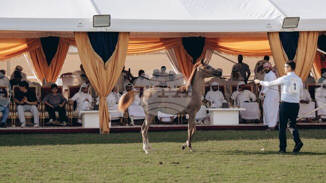 УАМ: На търг за арабски коне в ОАЕ бяха реализирани продажби за 1,76 млн. долара