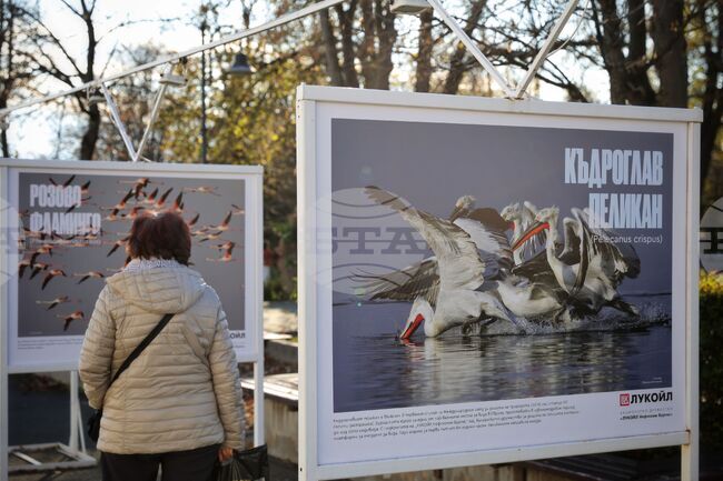 Бургас - „Биоразнообразието в „Лукойл Нефтохим Бургас“ - изложба