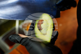 Gardening-Growing an Avocado