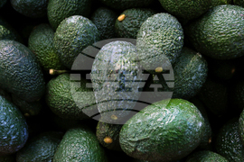 Gardening-Growing an Avocado