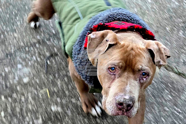 Veterinarian Dog Dispute