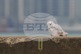 Snowy Owls Chicago