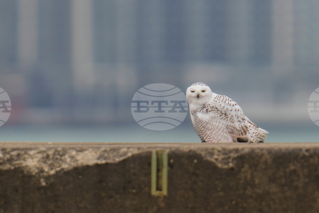 Snowy Owls Chicago