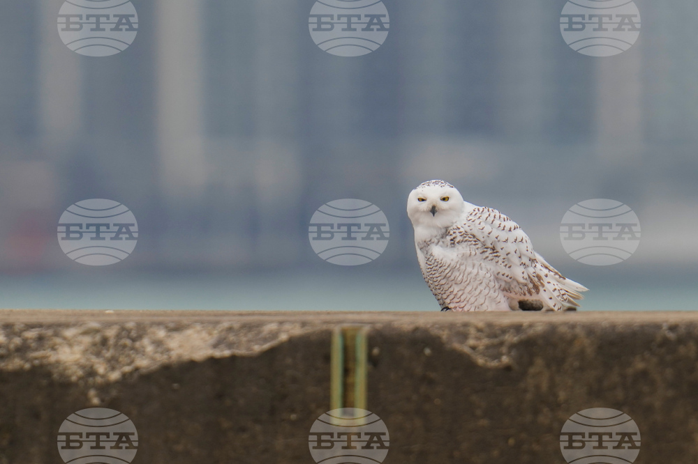 Snowy Owls Chicago