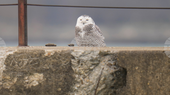 Двойка полярни сови, забелязани около езерото Мичиган, привлича любители на птиците в Чикаго