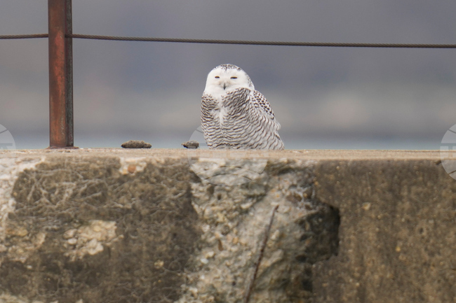 Двойка полярни сови, забелязани около езерото Мичиган, привлича любители на птиците в Чикаго