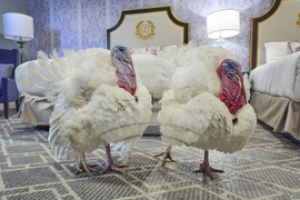 Trump Turkey Pardon