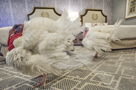 Trump Turkey Pardon