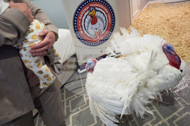 Trump Turkey Pardon