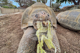 Galapagos Tortoise Dies