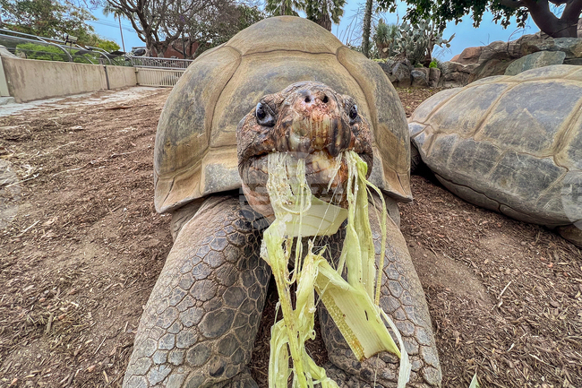 Galapagos Tortoise Dies