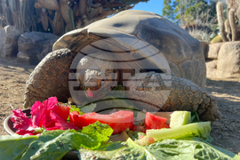 Galapagos Tortoise Dies