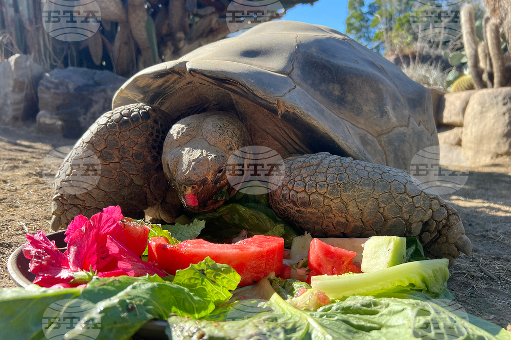 Galapagos Tortoise Dies