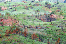 National Park-Scenic Road Reopens