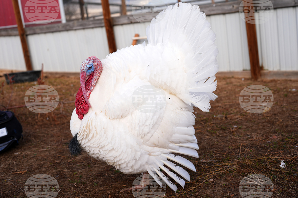 Turkey Adoptions