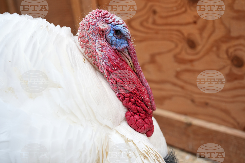 Turkey Adoptions