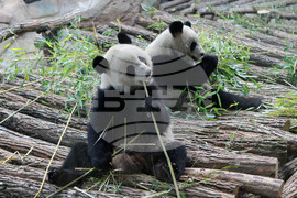 France China Pandas