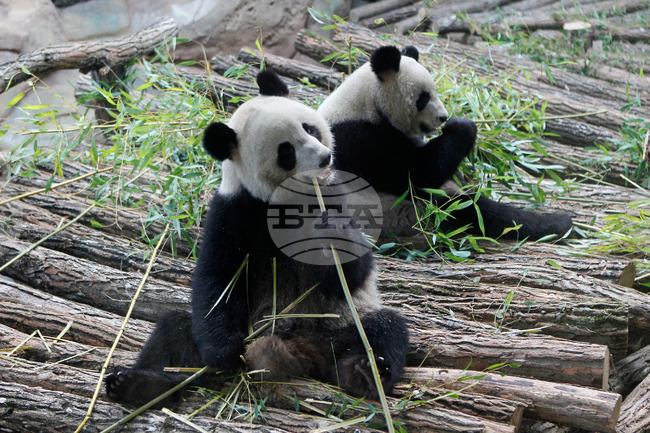 France China Pandas