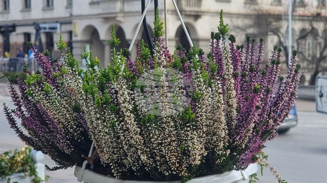 Градската среда във Велико Търново е обогатена с над 920 храсти и многогодишни цветя, засадени са 200 нови дървета 