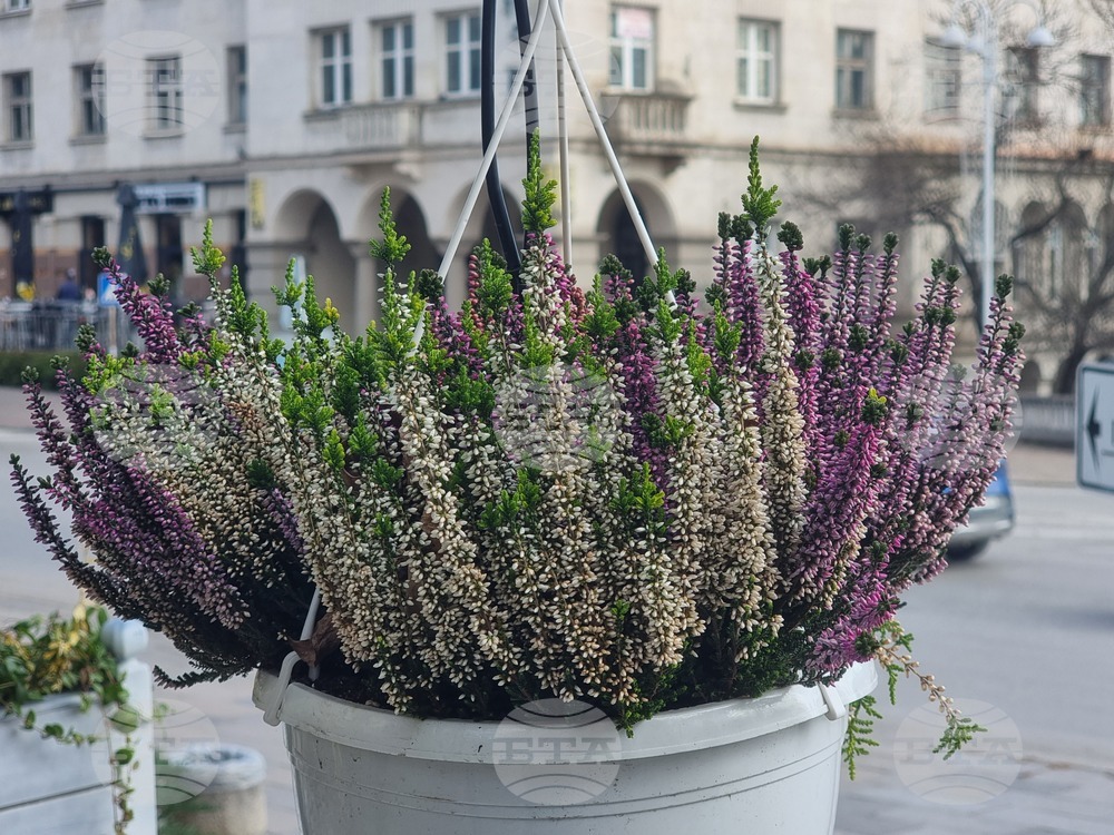 Градската среда във Велико Търново е обогатена с над 920 храсти и многогодишни цветя, засадени са 200 нови дървета 