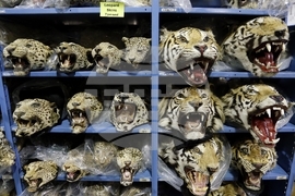 Wildlife-Tiger Trafficking