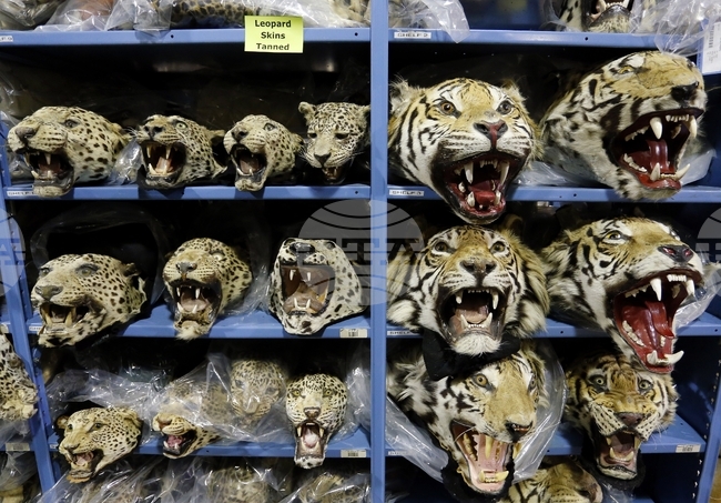 Wildlife-Tiger Trafficking