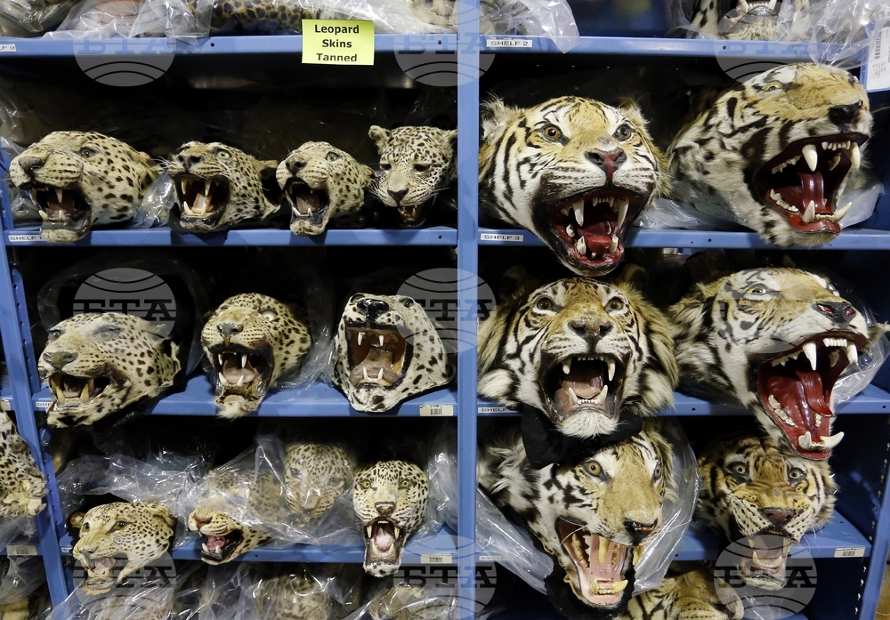 Wildlife-Tiger Trafficking