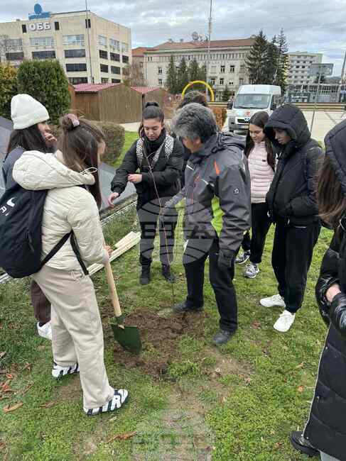 Ученици от Природоматематическата гимназия „Христо Смирненски“ в Перник засадиха дръвчета в центъра на града