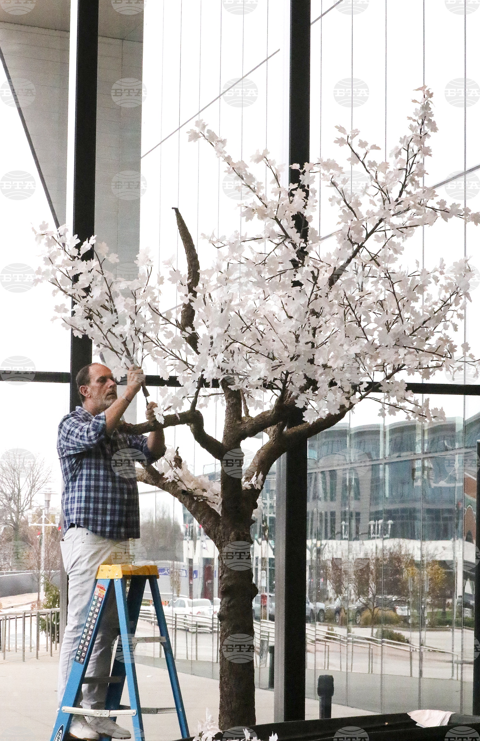 Kentucky Illuminate Tree