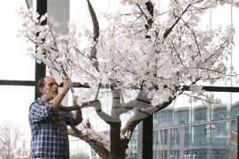 Kentucky Illuminate Tree