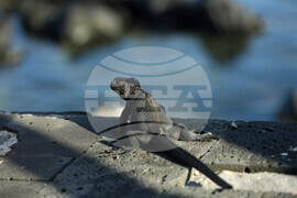 International Pet Trade