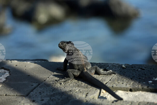 International Pet Trade