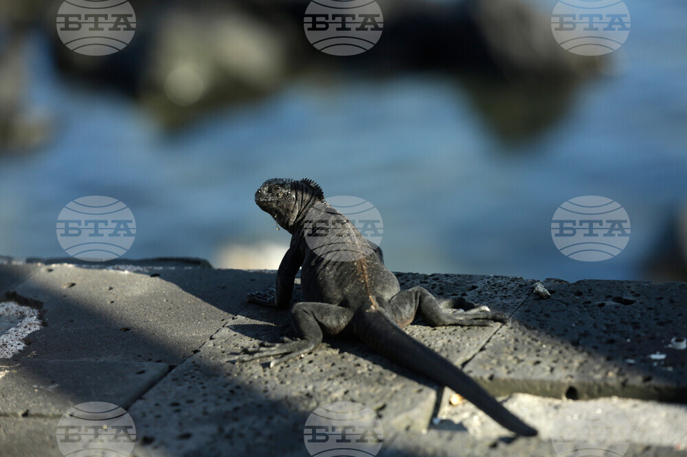 International Pet Trade