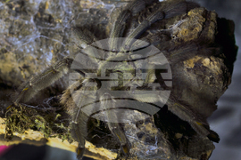 International Pet Trade