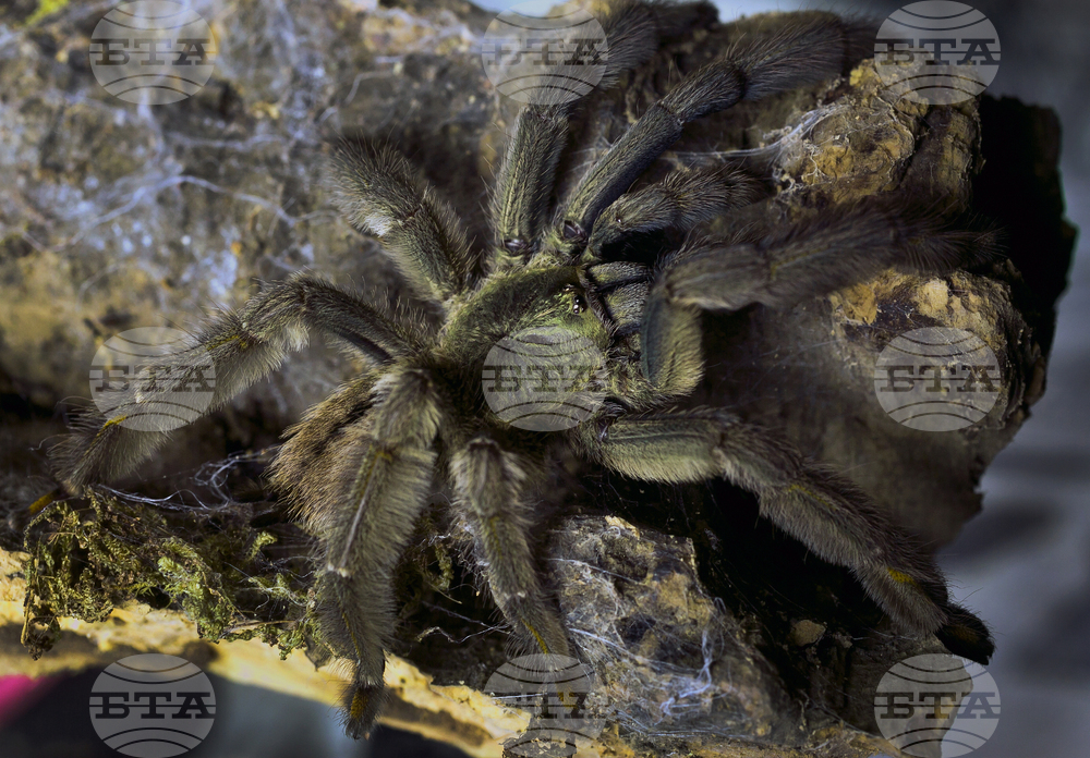 International Pet Trade