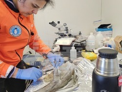 След отваряне на българската антарктическа база „Св. Климент Охридски” на остров Ливингтстън започна същинската работа по 34-тата експедиция. Снимка: Български антарктически институт 