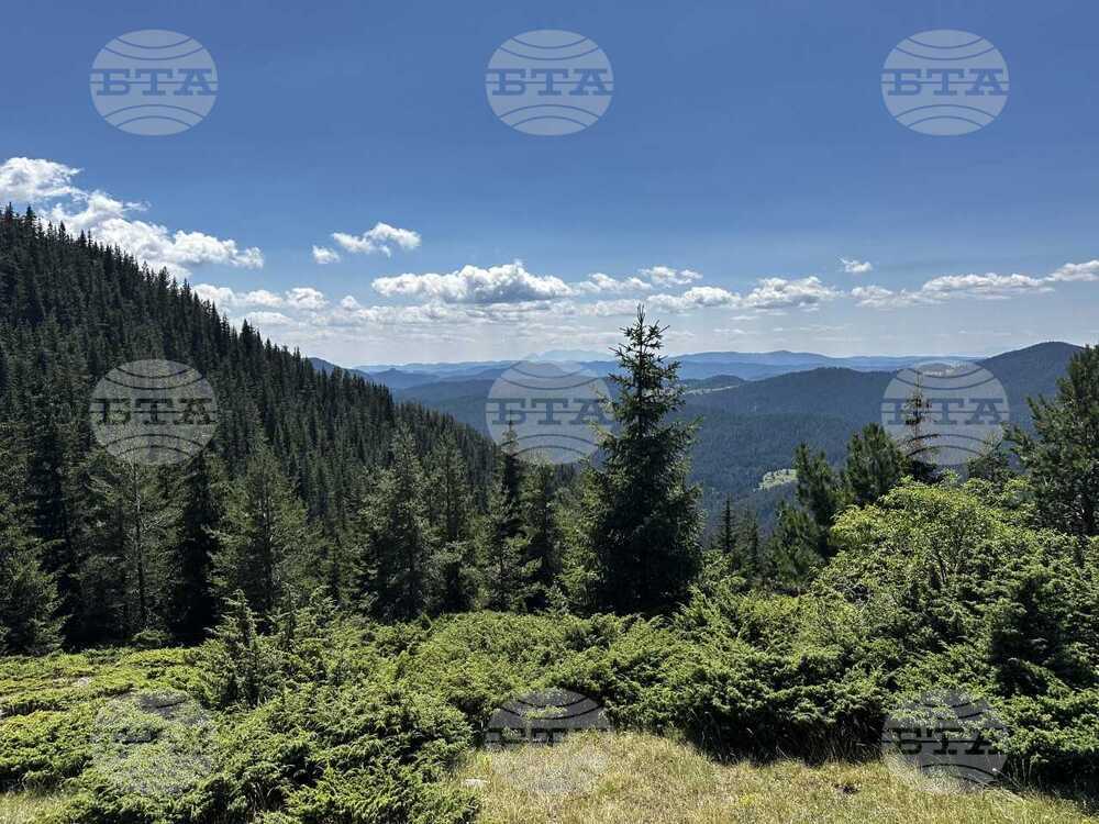 Започва изпълнение на проект за съхранение на горски хабитати с ценни дървесни видове в Родопите