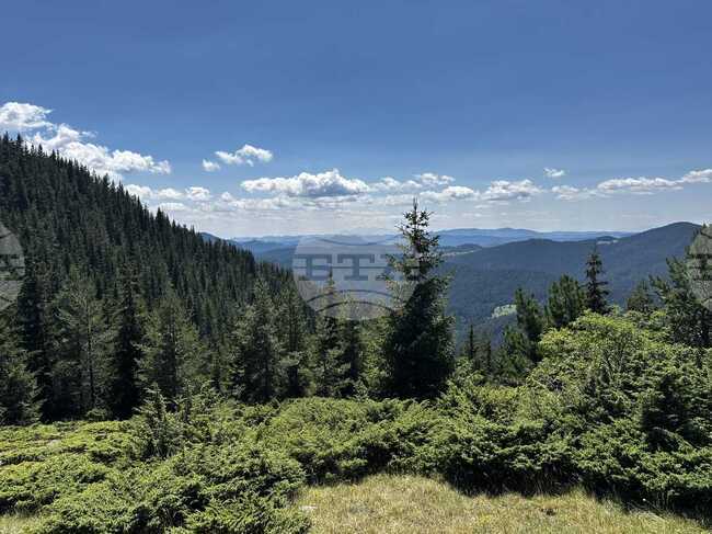 Турция е на първо място в Европа и четвърто в света по разрастване на горите, сочи доклад на ООН