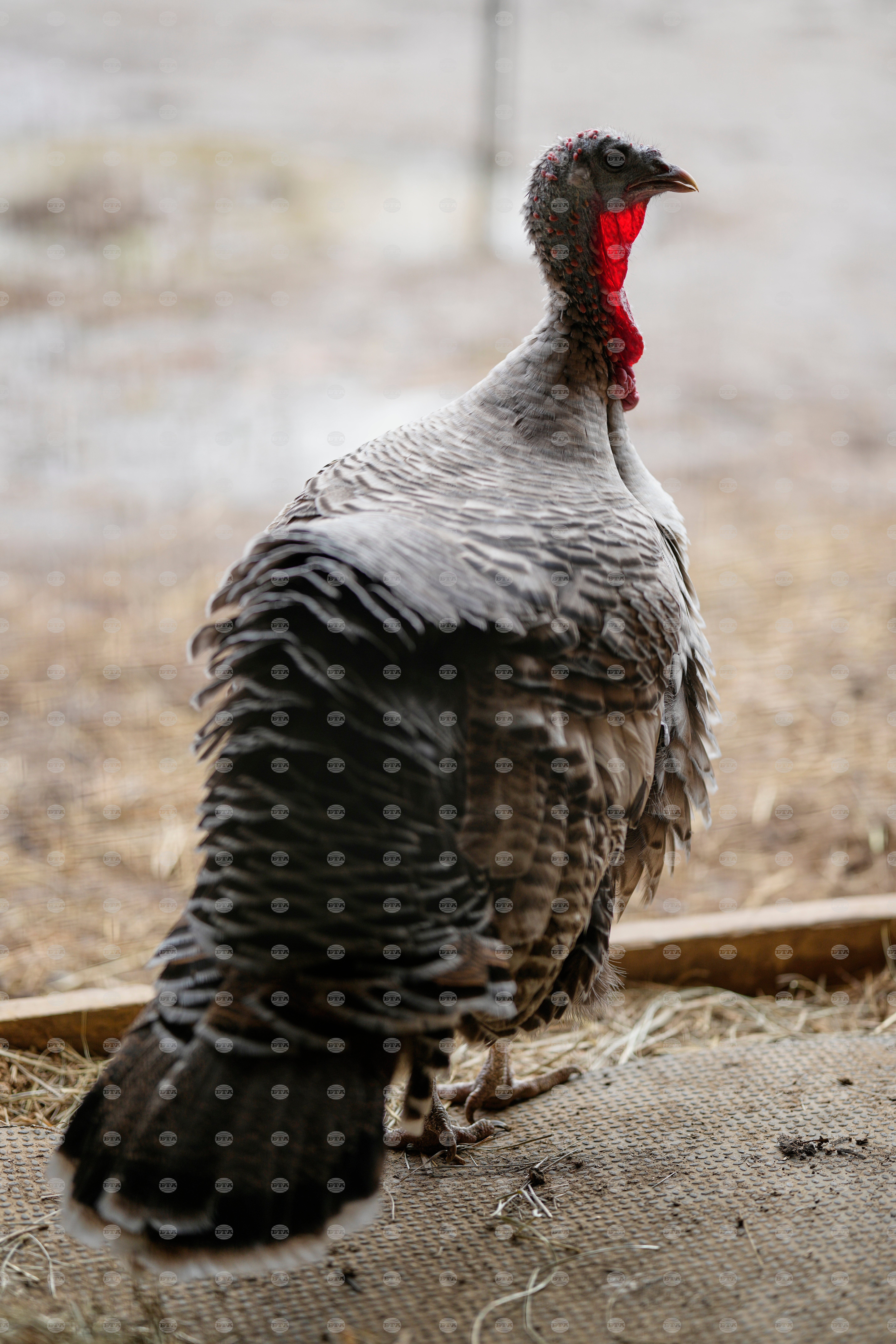 Turkey Cuddle Therapy