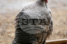 Turkey Cuddle Therapy