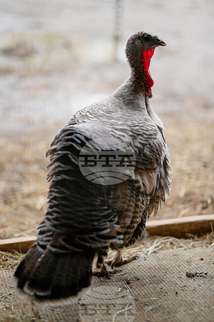 Turkey Cuddle Therapy