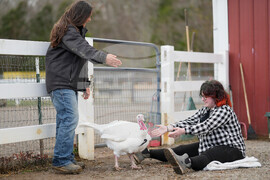 Turkey Cuddle Therapy