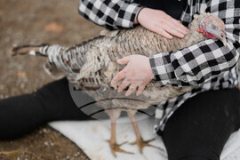 Turkey Cuddle Therapy