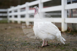 Turkey Cuddle Therapy