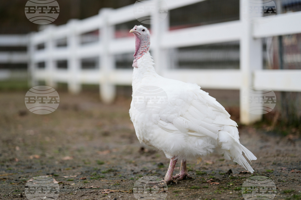 Turkey Cuddle Therapy