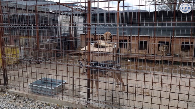 Нова амбулатория беше открита в Общинския приют за безстопанствени кучета в Перник